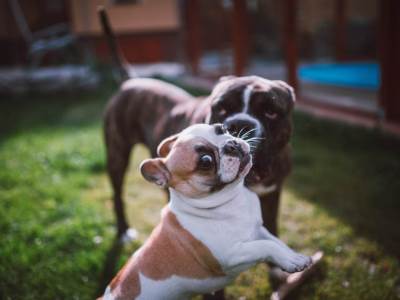  Istraživanje pokazalo: Psi se igraju s drugim psima kako bi ugodili vlasniku 
