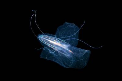  Hrvatsko primorje pred katastrofom: Opasni posjetioci viđeni u Jadranu, prijete da ugroze živi svijet i turizam 