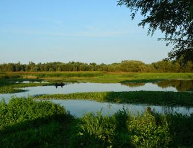  Zaštićeno stanište "Tišina" obogaćuju sa 1.500 sadnica poljskog jasena (FOTO) 