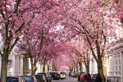  U Japanu procvjetale trešnje najranije u proteklih 1.200 godina 