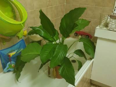  Kako da spasite kućno cvijeće: Dodajte samo 1 sastojak u vodu! 