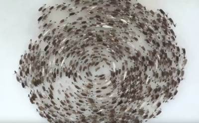  Neobično jeleni u Rusiji idu u krug 