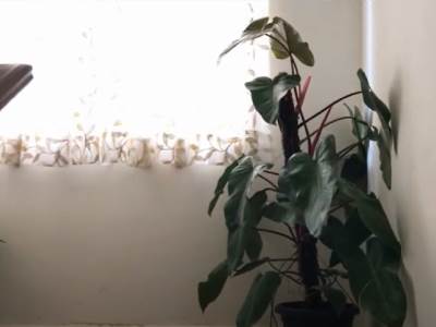  Koje cvijeće je otrovno i loše za zdravlje 