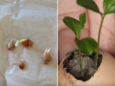  Uzgajanje limuna u kući uputstvo 