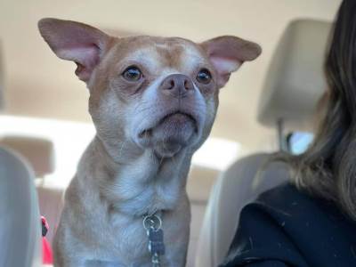  Najluđi pas oglas društvene mreže video 