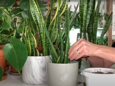  Kako da sačuvam cvijeće na odmoru 