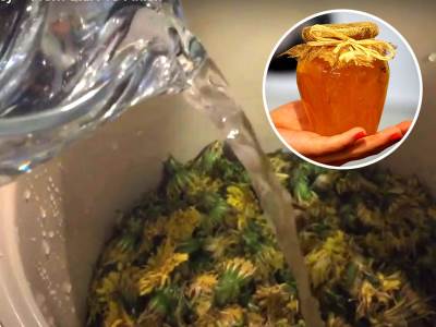  Jača imunitet, čisti krv i jetru, a lako možete da ga napravite sami: Med od maslačka je pravo blago za zdravlje 