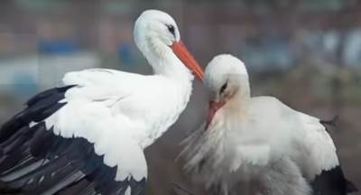  Klepetan ima novu rodu 