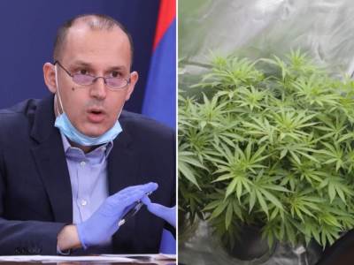  Srbija legalizacija marihuane 
