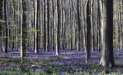  Belgija: Zvončići u šumi Halerbos  