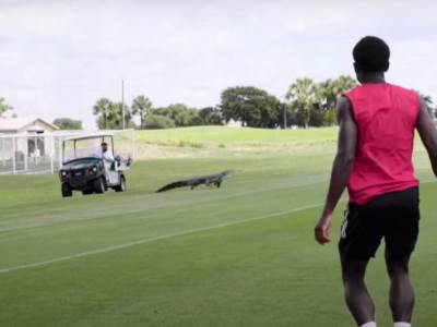  aligator na treningu fudbalera toronta 