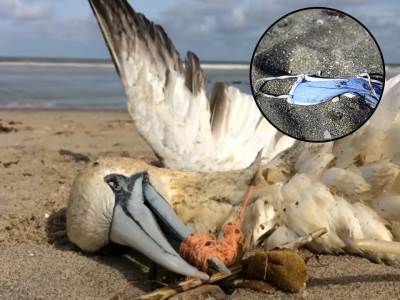  Svaki put kad bacate masku učinite ovo i spasite pticu, ježa, lisicu... 