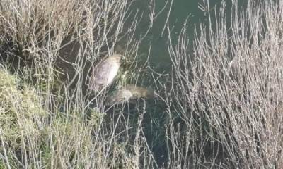  Buško jezero pomor ribe 