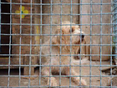  Akcija GU Banjaluka: Pružite dom napuštenim životinjama iz azila 