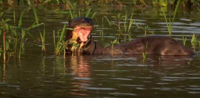  Džinovska vidra Pteronura brasiliensis pronađena u Argentini 