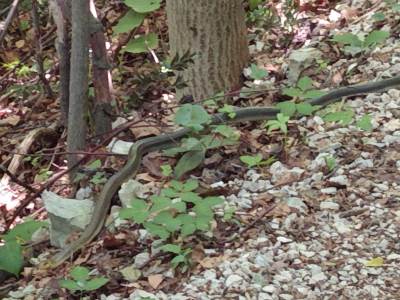  Zmije, nestašica seruma 