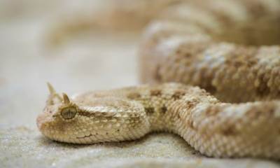  Zmije u Republici Srpskoj 