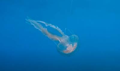  jadransko more hrvatska meduza morska mjesečina 