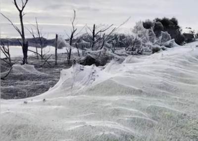  Nije prizor za plašljive: Izdaleka liči na snijeg, ali da li primjećujete ove crne tačke? 