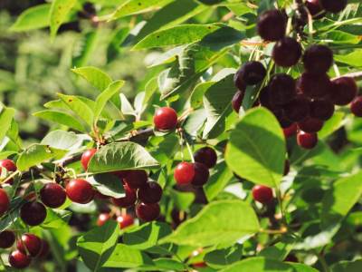 Trudnice treba da jedu višnje, evo zašto... 🍒 