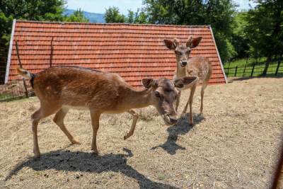  Mini zoološki vrt kod Zenice: Mjesto brige i ljubavi  