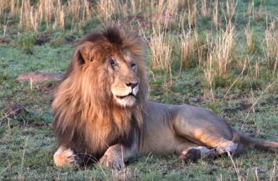  Preminuo "Skarfejs", najpoznatiji lav na svijetu: Bio vođa zloglasnog čopora lavica, strah i trepet savane! (FOTO) 