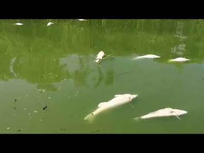  pomor ribe krivaja smuđ 