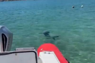 Ajkula u plićaku Jadranskog mora?! Morska zvijer od metar i po prepala kupače 