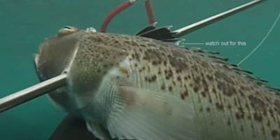  Ljetujete na Jadranu? Čuvajte se otrovne "dragane" (VIDEO) 