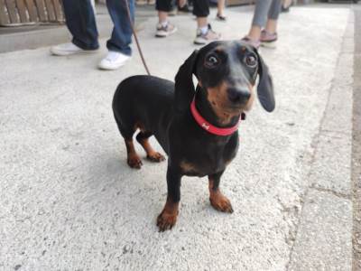  Kupatilo za pse i azil u banjaluci  