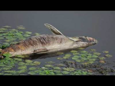  Tomaš: Zatražiću hitnu sjednicu Skupštine opštine zbog uginule ribe 