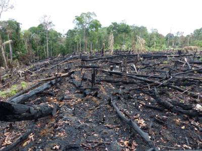  Amazonija ugljen dioksid pluća svijeta 