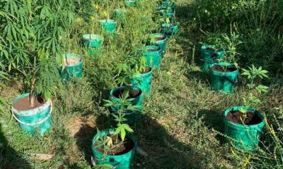  Hapšenje u akciji Plantaža 