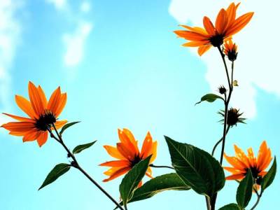  Danas sunčano, temperatura do 32 stepena 