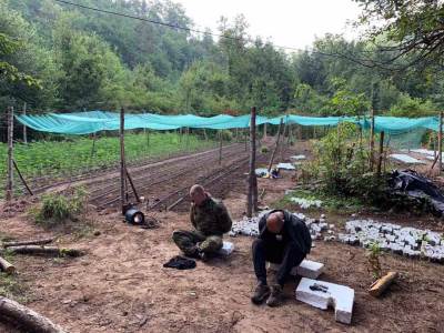  U Velikoj Kladuši otkriven kamp za uzgoj marihuane (FOTO) 