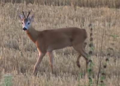  Lane u centru banjaluke 