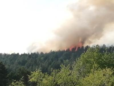  Divlja požar na Zlatiboru: Vatra progutala na desetine hektara, 100 vatrogasaca na terenu 