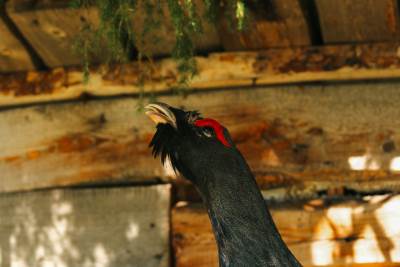  Znate li zašto se kaže "zaljubljen kao tetrijeb"? 