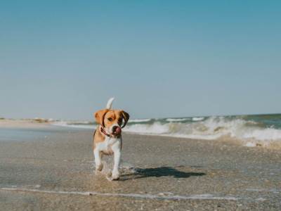  sea-beach-dog-pets-animals-summer-summer-beagle-seaside-dogs-dog-lover-beach-landscape-happy-pets_t20_YVmAlX 