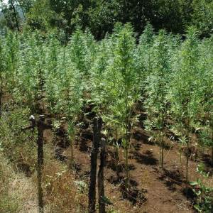  Plantaža marihuane u Hercegovini 