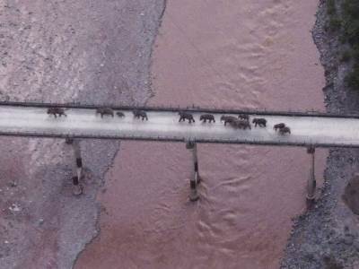  Evakuisano 150.000 ljudi zbog krda slonova: Lutaju Kinom već 17 mjeseci (VIDEO) 