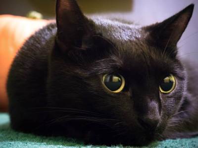  Zabranjeno usvajanje crnih mačaka pred Noć vještica 