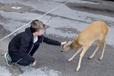  Oaza za jelene nadomak Tuzle: Htjeli da ih love, a danas ih obožavaju (FOTO) 
