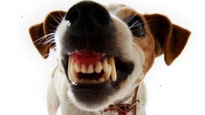  Banjaluka: Učitelja ugrizao pas dok je štitio đake 