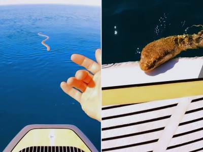  Surferu u susret krenula ogromna otrovna morska zmija, a onda počela da se penje na dasku! 