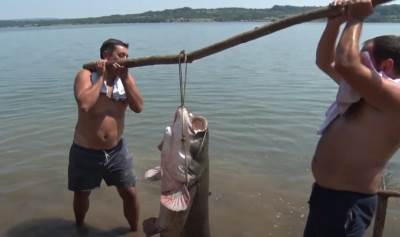  Upecao soma od 82 kilograma! VIDEO 