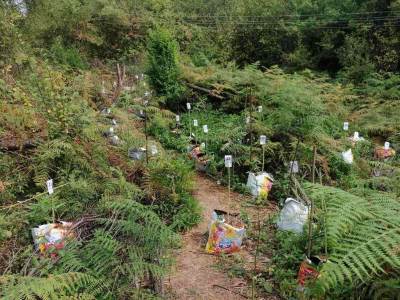  U Prnjavoru zaplijenjeno 17,5 kilograma marihaune (FOTO) 