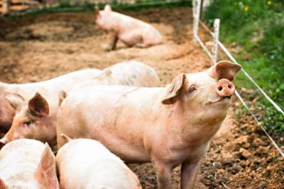  Vanredno stanje u tri opštine zbog afričke kuge svinja 