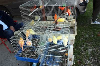  Prnjavor izložba sitnih i ukrasnih životinja 