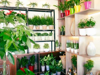  Biljka koja rashlađuje kuću 